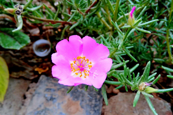 太陽(yáng)花不開(kāi)花怎么辦，補(bǔ)充光照/控水控濕等