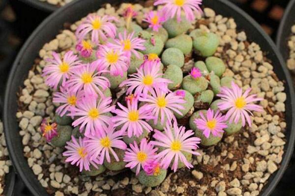 生石花長得很慢,及時補充養分并加強光照