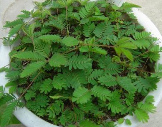 含羞草為什么會閉合，講述最科學的合理解釋(葉枕水分感應)