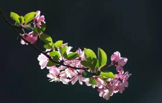 家里為什么不能海棠花，家里養(yǎng)海棠花不吉利