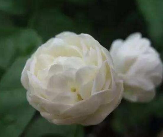 茉莉花怎么澆水，茉莉花澆水方法