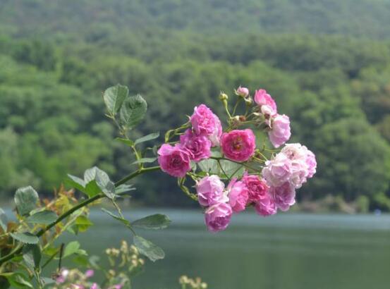 薔薇花的花語和傳說，薔薇花象征著愛情與愛的思念