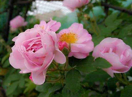 薔薇花的養殖方法和注意事項，八大養殖方法和注意事項