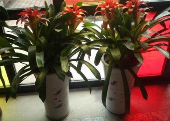 鴻運當頭開花后怎么辦，及時修剪殘花/分株繁殖