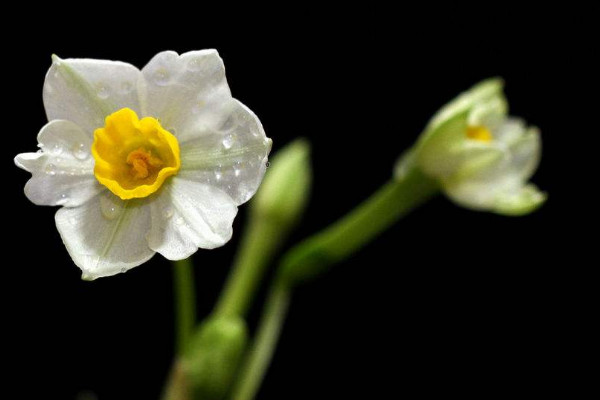 水仙花開(kāi)敗后怎么處理，四個(gè)方法處理水仙花
