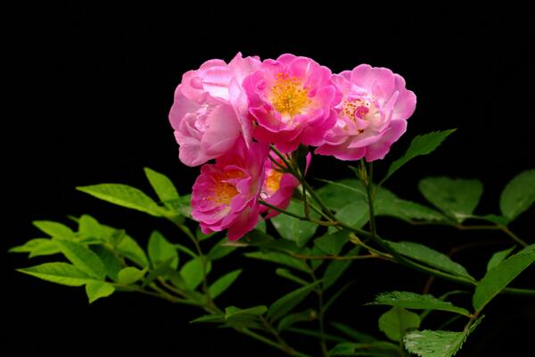 薔薇不開花怎么辦，加強光照并補充養(yǎng)分