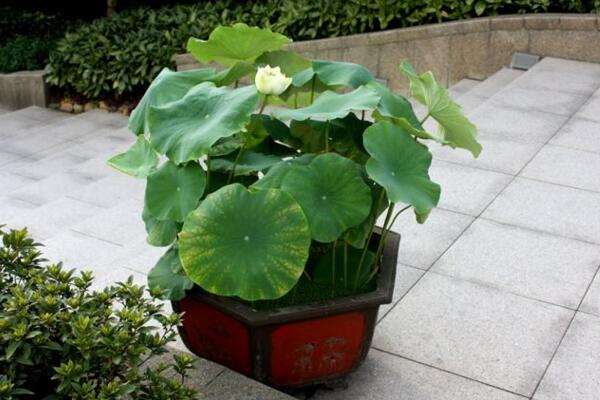 荷花葉子發黃怎么辦，及時修剪并做好消毒處理