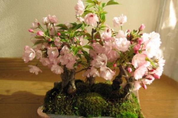 櫻花樹施什么肥料長得快，生長期給足氮肥