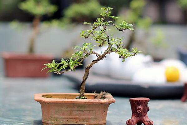 六月雪夏天怎么養，六月雪夏季養殖5大要點
