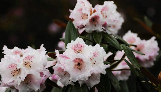 杜鵑花什么時候開，不同品種不同時期開
