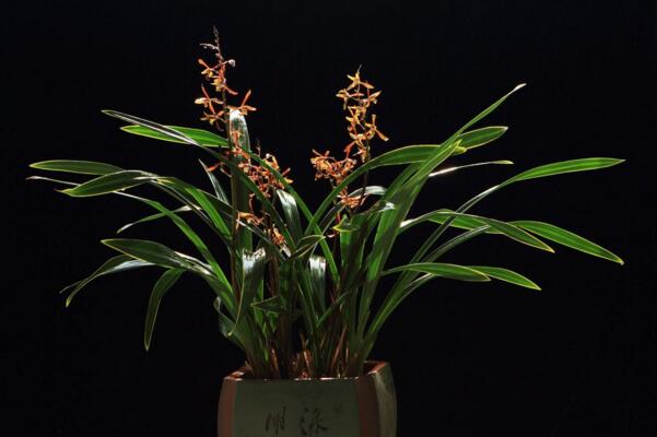 怎么區分蘭花品種分類，從葉子區分蘭花品種