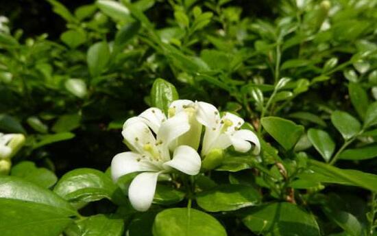 九里香花語是什么，九里香花的寓意象征愛情