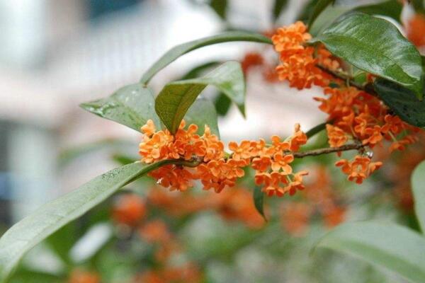 四季桂花的養(yǎng)殖方法，讓植株開花不斷的要點(diǎn)