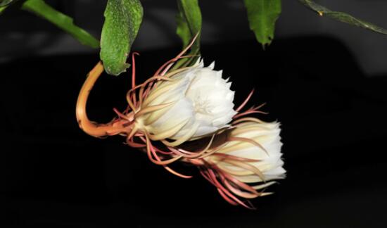 家里養(yǎng)曇花吉利嗎，好運(yùn)來臨、驚喜不斷(吉祥如意)