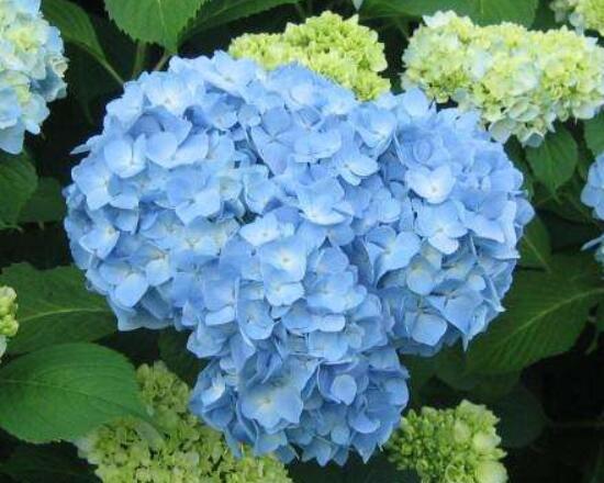 繡球花盆栽養殖方法全解，老農教你八大養殖基本方法
