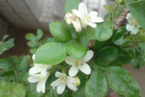 九里香開花時間，在每年的4~8月綻放