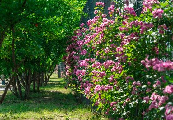 薔薇花有毒嗎，薔薇花可以種植在室內(nèi)嗎