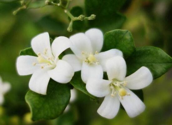 九里香什么時候開花，九里香一年開幾次花(七月盛開)
