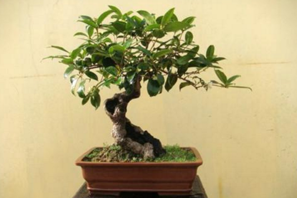 盆栽桂花樹種植技術，種植最佳時期在每年的春季
