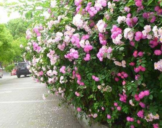 薔薇花冬天掉葉子是怎么回事，冬天掉葉子解決辦法