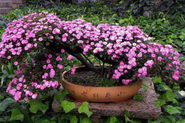 菊花花苗怎么上盆，春秋季節(jié)上盆成活率最高