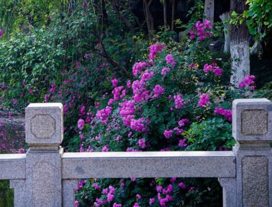 薔薇花花期，薔薇花在哪個季節開