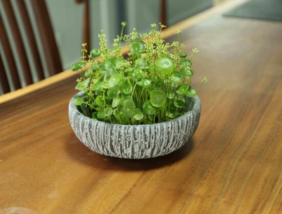 銅錢草會開花嗎，銅錢草的花語是什么