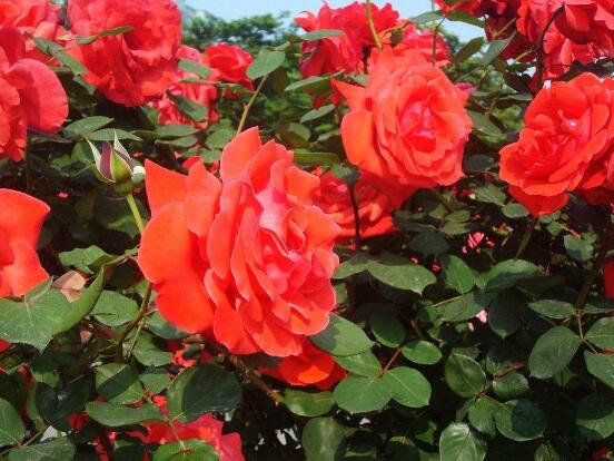 月季花冬季怎么施肥，三個(gè)簡(jiǎn)單方法便可安然過(guò)冬