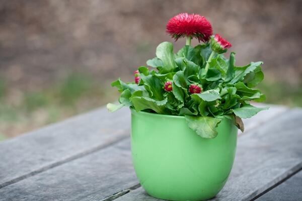 菊花的扦插時間及方法，每年4~5月扦插成活率最高