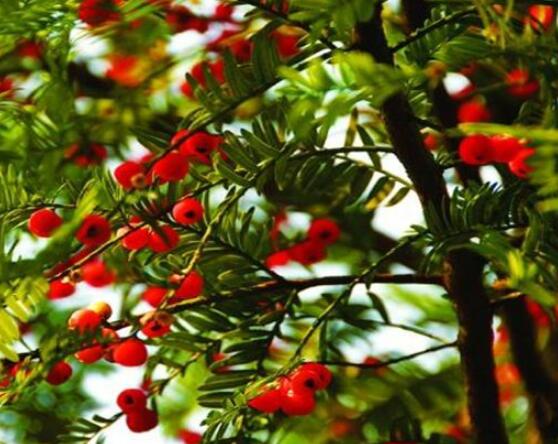 東北紅豆杉與南方紅豆杉有什么區別，介紹最簡單的三種區別方法
