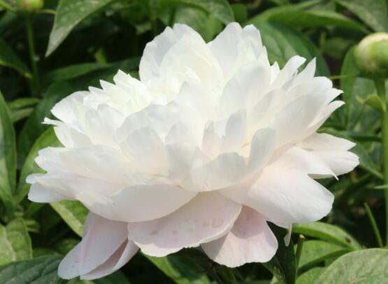 芍藥花什么時候開，每年4-6月就會含苞盛開