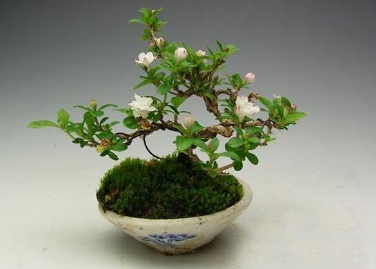 六月雪樹葉發(fā)黑怎么辦，找清原因及時(shí)救治（三種原因及解決方法）