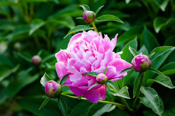 芍藥花期，芍藥花的開花時間是5-6月