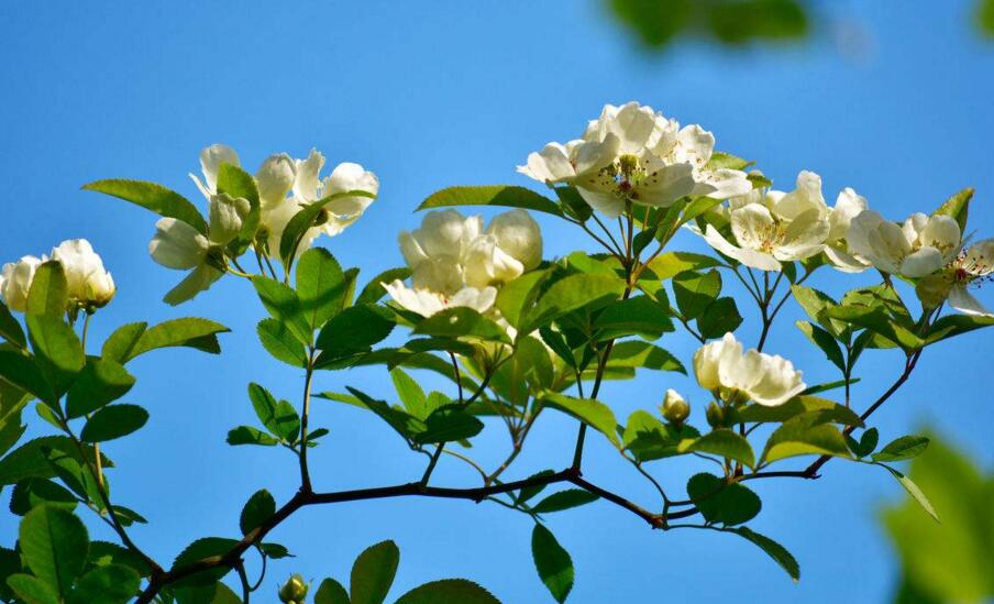 九里香不開花怎么辦，很有可能是光照不足