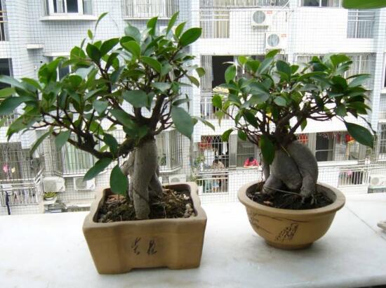 榕樹盆景冬天怎么養,盆景榕樹冬季注意事項