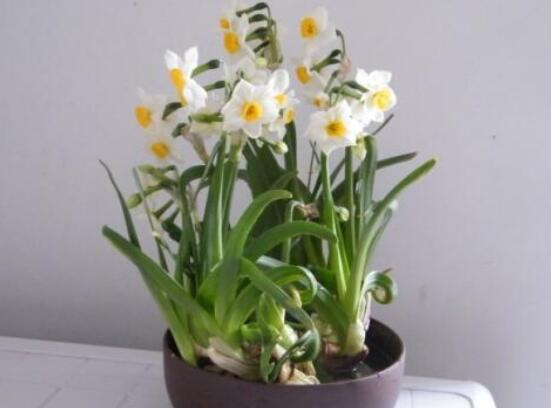 水仙花的栽培技術(shù)，盤點水培與土培簡單操作步驟
