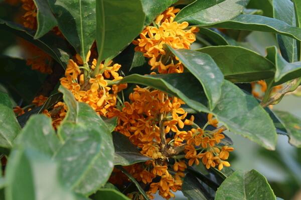 四季桂花的養(yǎng)殖方法，讓植株開花不斷的要點(diǎn)