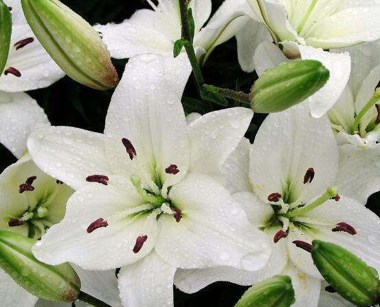 百合花放在室內有毒嗎，花香導致失眠、惡心，煩亂(無毒)