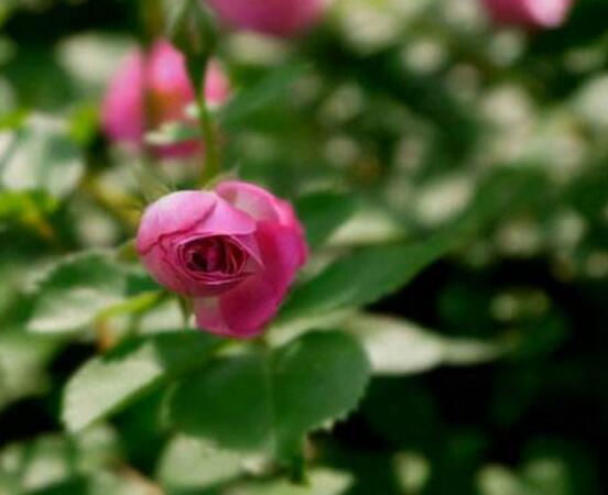 薔薇花葉子發黃怎么辦，薔薇花葉子發黃解決辦法