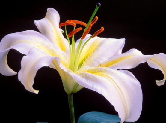 百合花插花瓶怎么養(yǎng)，教你六種基本步驟花開(kāi)滿瓶