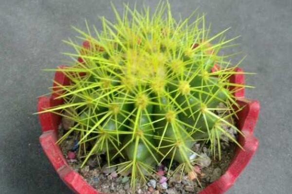 仙人球吸收甲醛嗎，其實仙人球吸收甲醛能力一般
