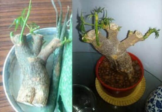 發(fā)財樹能水培嗎，教你快速學會發(fā)財樹水培方法