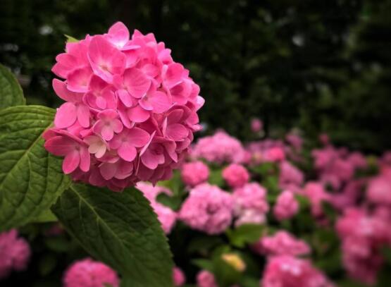 粉色繡球花花語，代表著美好回憶、期待愛情