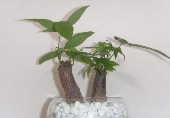 平安樹和發(fā)財樹一樣嗎，平安樹和發(fā)財樹哪個好