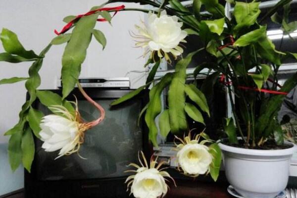 曇花葉子發黃怎么辦，分析問題的原因并及時處理