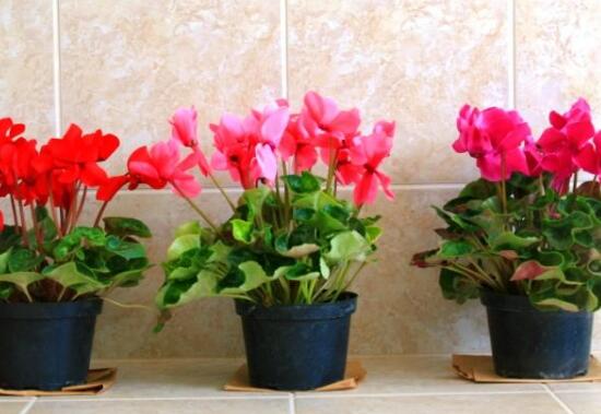 仙客來(lái)什么時(shí)候播種，仙客來(lái)的種植方法