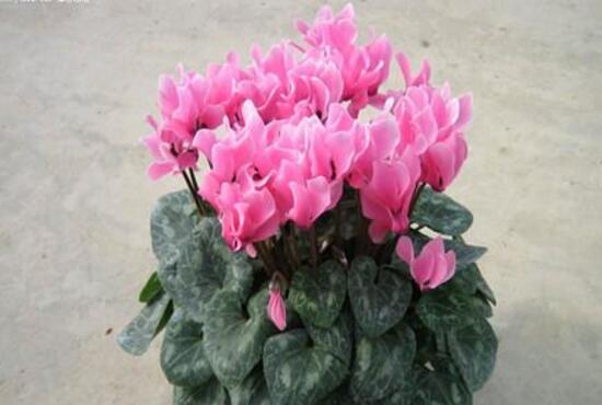 仙客來(lái)什么時(shí)候播種，仙客來(lái)的種植方法