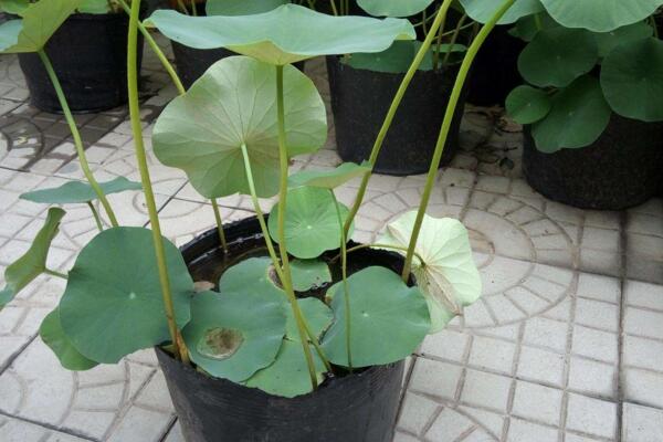 荷花種子怎么種，5步即可完成荷花的種植
