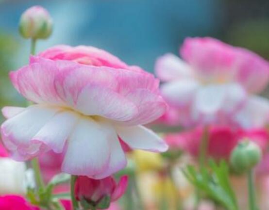 牡丹花葉子發(fā)黃怎么辦，牡丹花葉子發(fā)黃解決辦法