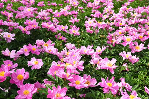 芍藥花期，芍藥花的開花時間是5-6月